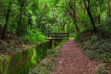 Ponte sobre rio na floresta.