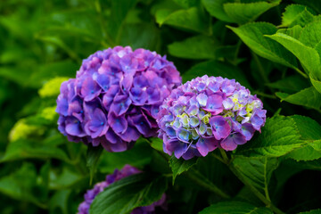 農業公園のアジサイ
