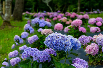 農業公園のアジサイ

