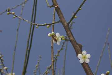 Apricot flower on nature background