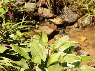 散策途中の小川