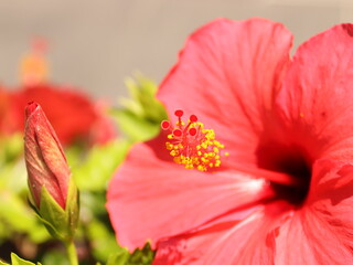ハイビスカスのアップ
