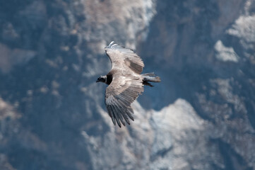 Vulture
