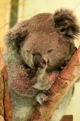 koala sleeping on a tree