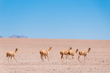 group of vicuñas