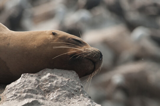 Seal