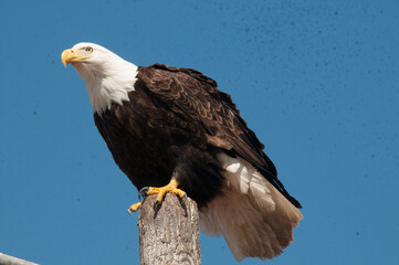 american bald eagle