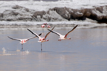 flamingos in the lake