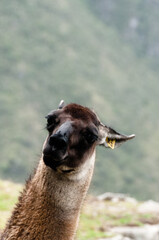 close up of a llama © Daniel