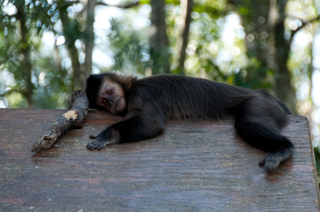 Monkey relaxing