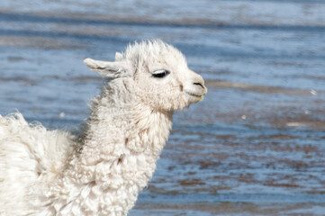 baby llama © Daniel