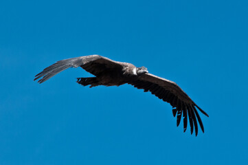 Condor