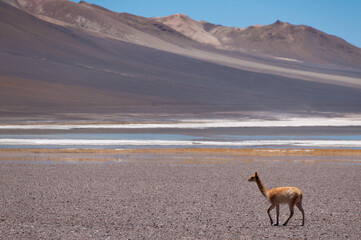 llama in the desert © Daniel