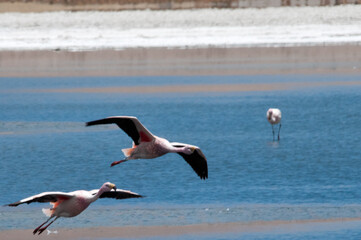 flamingos in flight