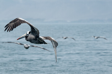Flyuing birds
