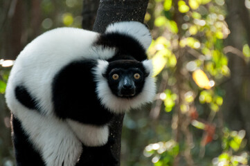 Lemur