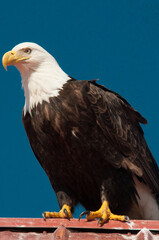 american bald eagle