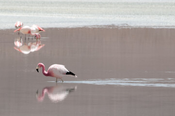flamingos in the lake