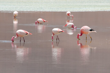Fototapeta premium Flamingos 