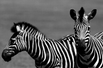 Zebras
