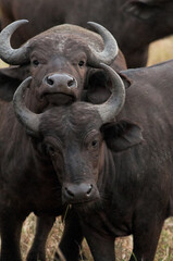 Water Buffalo
