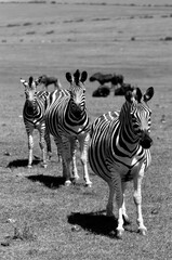Zebras
