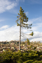 Obraz premium The oldest pine tree in the world