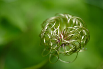 美しい造形のカザグルマの種
