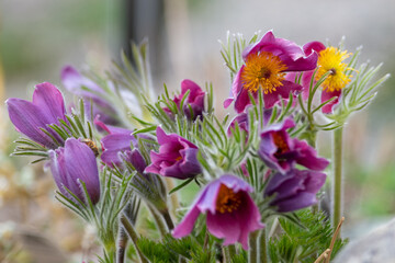 Pink Campanula persicifolia or bellflowers with six petals. The rock garden plant has long green leaves with a thick green stem. The dainty petals are thin and  delicate. The background is grey rock. 