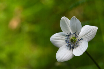 white purple flower on green background natural