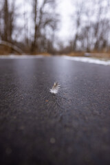Feather on the path