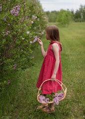 little girl collect the flower
