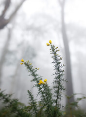 wild yellow flowers in a misty foggy forest with trees in the background