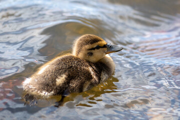 A small baby mallard duckling swimming on a calm river.  The baby duck has soft yellow and brown down feathers, a long black beak, and dark eyes. The duck's reflections are in the clear water. 