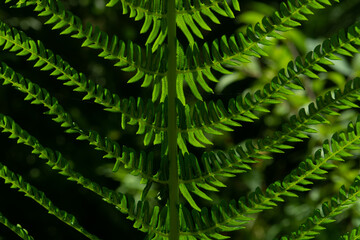 fresh green fern leaf in the sun