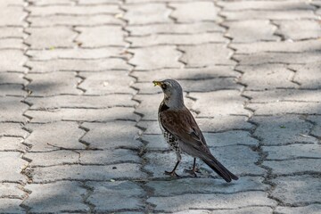 Thrush fieldfare (lat.Turdus pilaris) in the shade on the sidewalk with a green caterpillar in its...