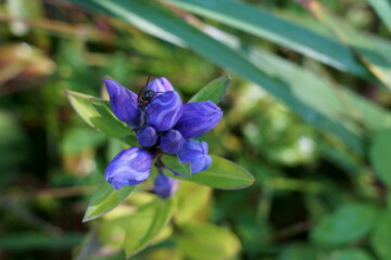 高原の湿原に咲くエゾリンドウの紫色の花が咲く