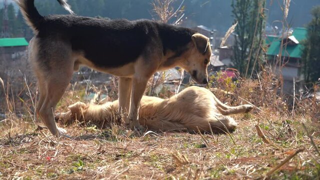Male Dog Sniffing On A Female Dog In Grass. full shot