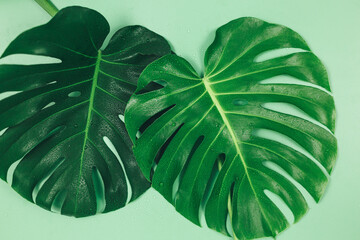 Big Monstera green leaves on green background. Tropic palm leaf close up, summer. Template, flat lay