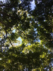 trees and sky