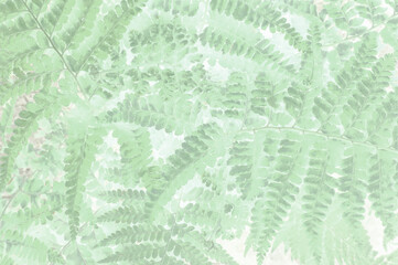 Art of beautiful green fern leaves close up use for abstract image for background.