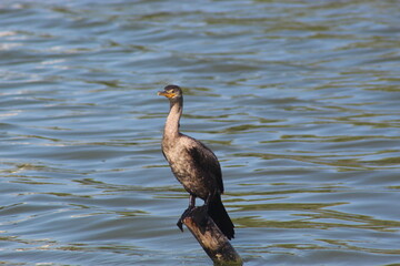 Double-crested Cormorant