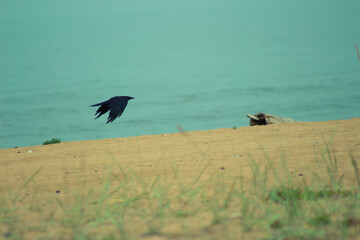 flying raven over the water