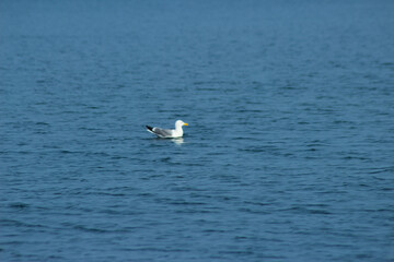 a seagull sits on the water