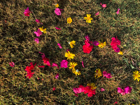 bright flowers on dry grass