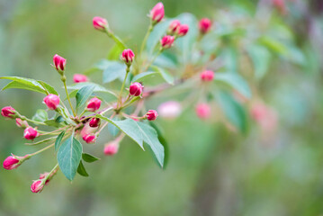 a branch with blooming buds of red flowers