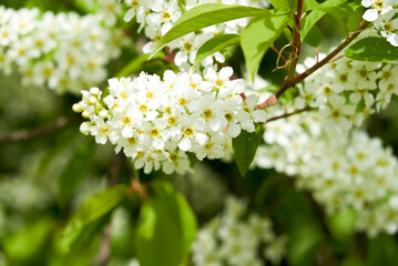 bird cherry branch, white flowers, spring, soft focus, close-up flowers