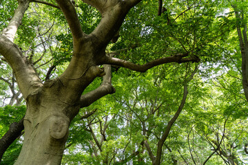 Fototapeta na wymiar 生い茂る木々の美しい幹