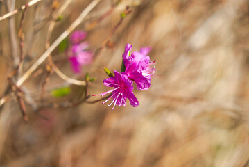 Fototapeta na wymiar purple rhododendron flower