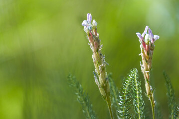 purple meadow flower